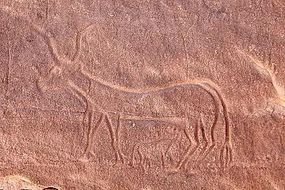 Gravure rupestre d'une vache allaitant son veau