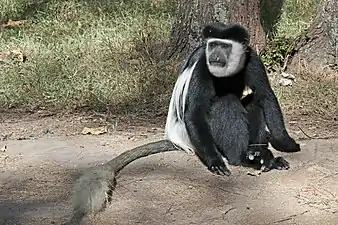 Colobe guéréza(Colobus guereza),Forêt d'Afrique centrale.