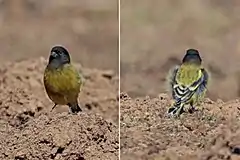 Description de l'image Abyssinian siskin (Serinus nigriceps) male.jpg.