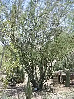 Huizache (Acacia farnesiana).