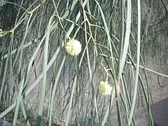 Description de l'image Acacia-stenophylla-flowers.jpg.