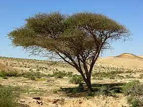 L'arbre Acacia était associé à Isis, la déesse primitive de la mythologie égyptienne.