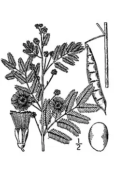 Description de l'image Acacia angustissima BB-1913.jpg.