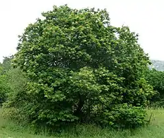 Description de l'image Acacia ataxacantha, habitus, Skeerpoort.jpg.