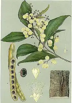 Description de l'image Acacia binervata-Minchen.jpg.