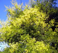 Description de l'image Acacia bonariensis 02.jpg.