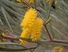 Description de l'image Acacia brachystachya(3).JPG.
