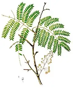 Description de l'image Acacia concinna Blanco2.374-cropped.jpg.