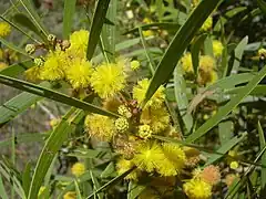 Description de l'image Acacia_confusa-01.jpg.