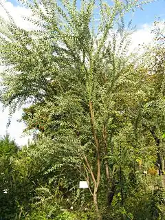 Description de l'image Acacia cultriformis3.jpg.