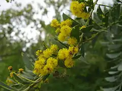 Fleurs d'acacia cultriformis