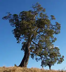 Le Tamarin des Hauts