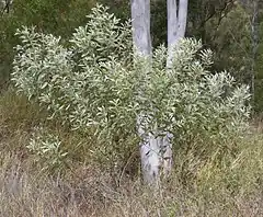 Description de l'image Acacia holosericiea shrub.jpg.