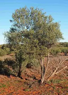 Description de l'image Acacia kempeana tall shrub.jpg.