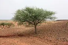 Acacia laeta