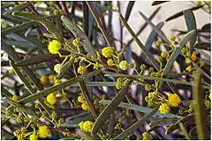 Description de l'image Acacia ligulata branch with flowers Friends of the Great Victoria Desert.jpg.