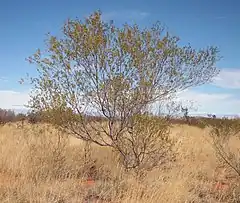 Description de l'image Acacia maitlandii.jpg.