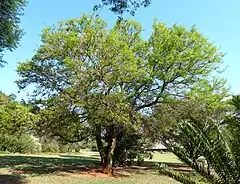 Description de l'image Acacia_nigrescens,_Pretoria_NBT.jpg.