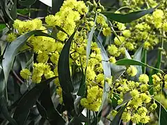 Acacia pycnantha, le mimosa doré, emblème du Commonwealth d'Australie.