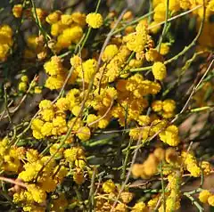 Description de l'image Acacia restiacea.jpg.