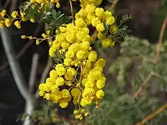 Description de l'image Acacia spectabilis.jpg.