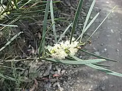 Sweet Wattle ou Sweet-scented Wattle (Acacia suaveolens)