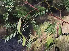 Description de l'image Acacia_terminalis.jpg.