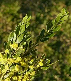 Description de l'image Acacia vestita.jpg.