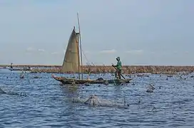 Pirogue au milieu d'acadjas