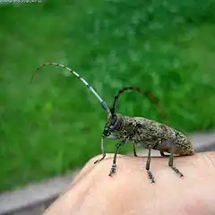 Acalolepta luxuriosa Kutzu Kisaku, Kuboki Mikio, 1983