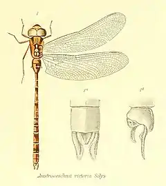 Description de l'image Acanthaeschna victoria.jpg.