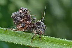 Juvénile (larve) de Reduviinae (Acanthaspis petax ou Inara flavopicta) qui a recouvert son abdomen de cadavres de fourmis.
