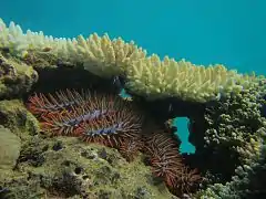 Étoile dévoreuse de corail à Bandrélé. À la suite de perturbations écologiques, elle peut être sujette à des invasions destructrices, comme en 2011.