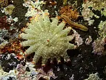 une très petite acanthaster se nourrit sur des algues corallines.