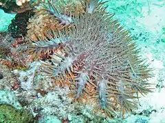Grosse acanthaster parsemée de papules rouge bien visibles, sur fond corallien.