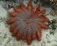 Acanthaster planci photographié à la Réunion, de couleur marron-rose, évoluant sur un substrat sableux.