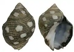 Acanthina brevidentata.