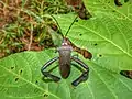 Coreinae Acanthocephalini : Acanthocephala latipes, Panama