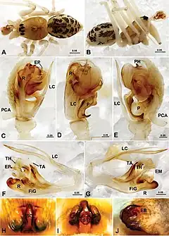 Description de l'image Acanthoneta dokutchaevi & Acanthoneta aggressa.jpg.