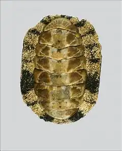 Description de l'image Acanthopleura vaillantii.png.