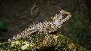 Description de l'image Acanthosaura cardamomensis - Khao Khitchakut National Park.jpg.