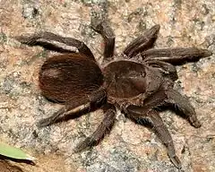 Acanthoscurria gomesiana