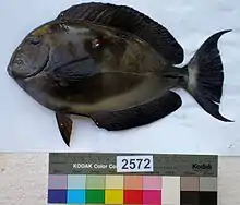 Acanthurus blochii.