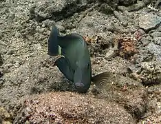 Un poisson chirurgien sombre (Acanthurus blochii)