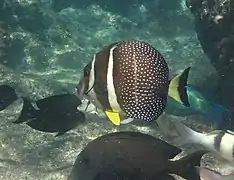 Un poisson-chirurgien moucheté (Acanthurus guttatus)