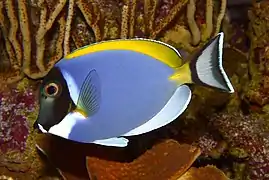 Acanthurus leucosternon (Acanthuroidei)