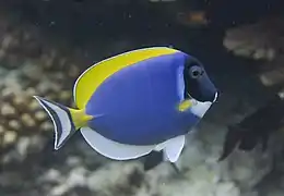 Un chirurgien à poitrine blanche (Acanthurus leucosternon)