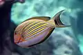 Poisson chirurgien clown (Acanthurus lineatus)