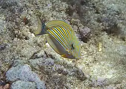 Un chirurgien rayé ou clown (Acanthurus lineatus) juvénile