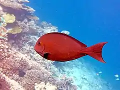 Un poisson-chirurgien à queue blanche (Acanthurus mata)